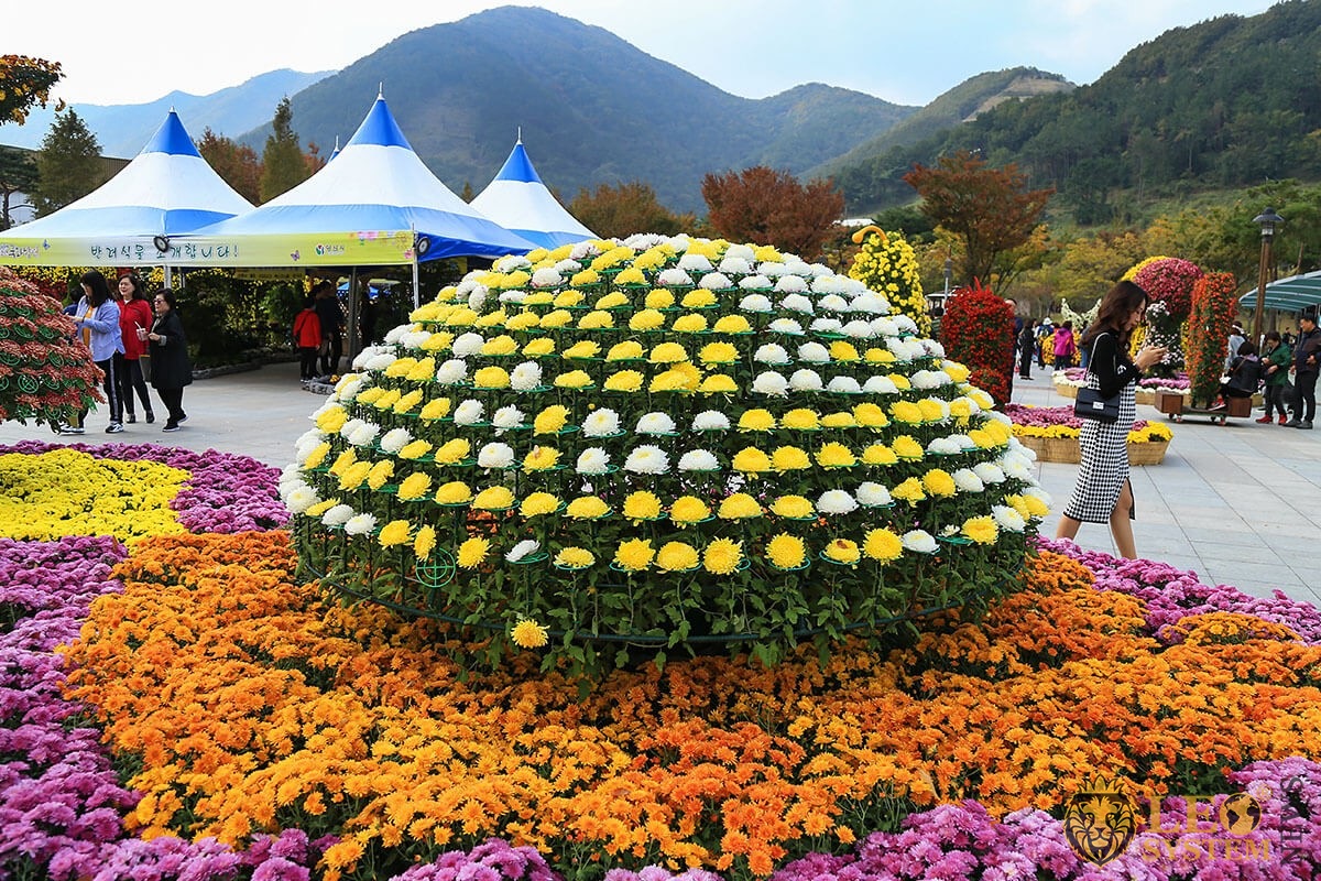 Chrysanthemums Festival in Yangsan city, South Korea